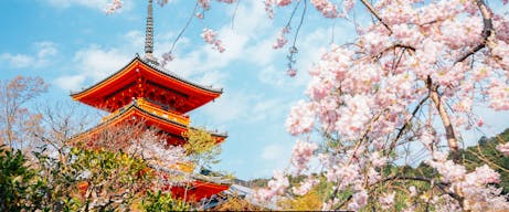 Scenic view from 14-night Japan Intensive Voyage