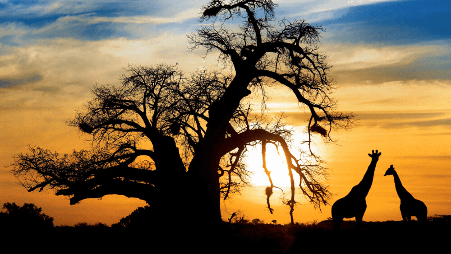 Journey Through Africa and India in Style - Micato Safaris