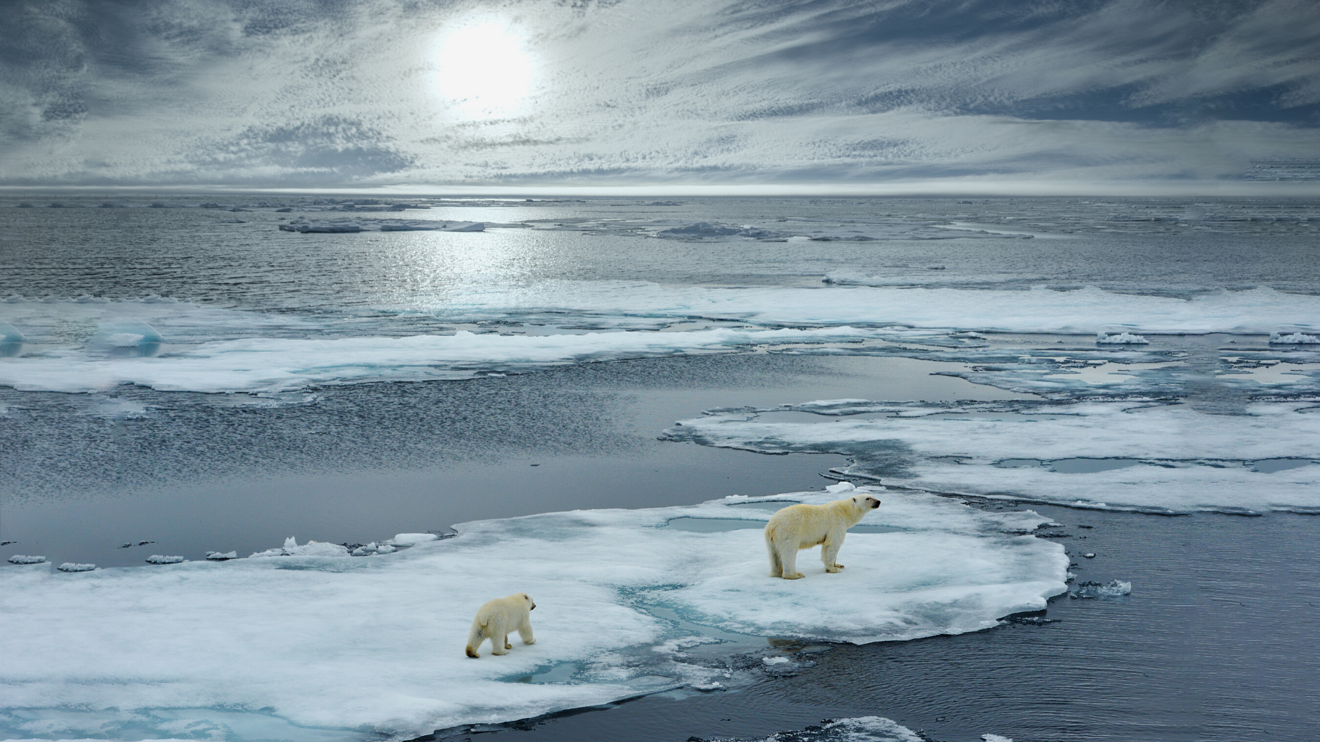 Polar Adventures - Quark Expeditions